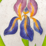 Antique Art Nouveau German Enamel Iris Cigarette Case